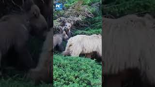 🐻Семья редких медведей в Синьцзяне