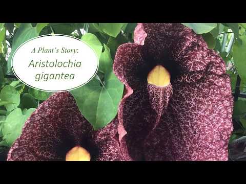 Βίντεο: Giant Dutchman's Pipe Vine Info – Caring For A Giant Dutchman's Pipe Plant