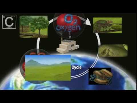 The Carbon Cycle - YouTube