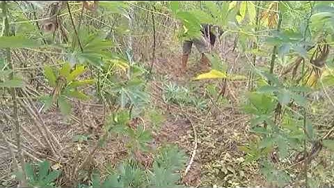 Hnub no mus saib qos nawb