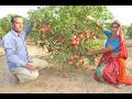 Special report -Organic pomegranate & plant nursery #7737029292