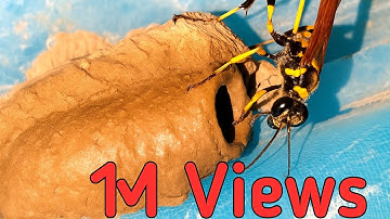 Mud Wasp Building Nest in Just Minutes! | Incredible Insect Architecture