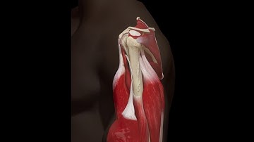 Biceps Tenotomy - 3D Medical Animation