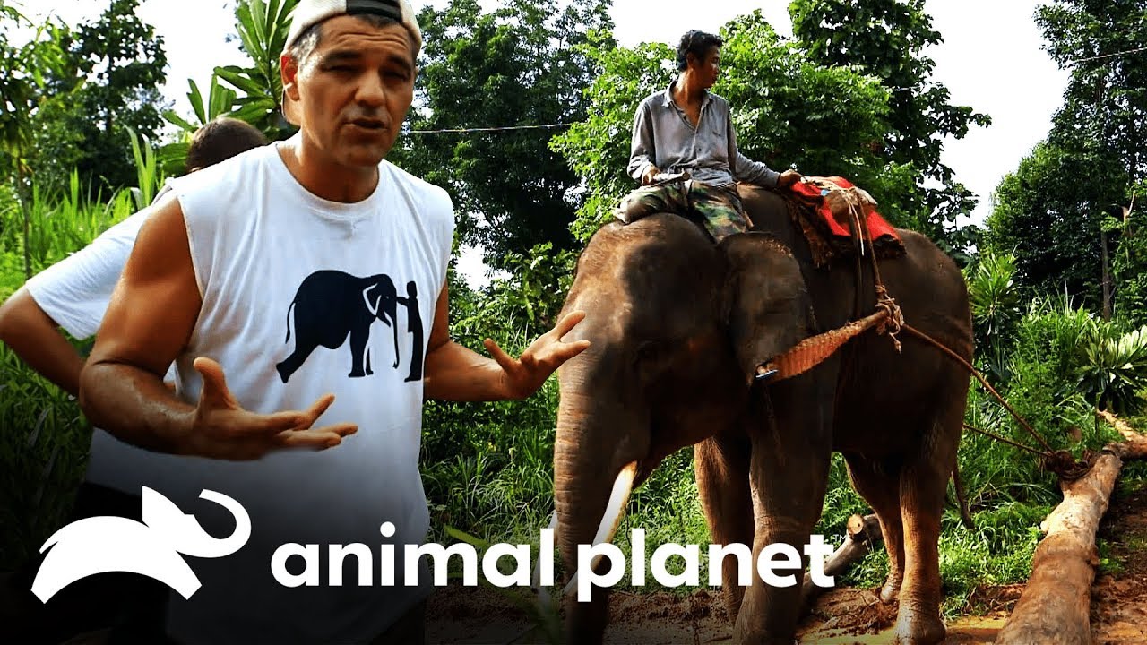 Frank troca um trator pela liberdade de um elefante | Perdido no Sudeste Asiático:Tráfico de Animais video editing software free