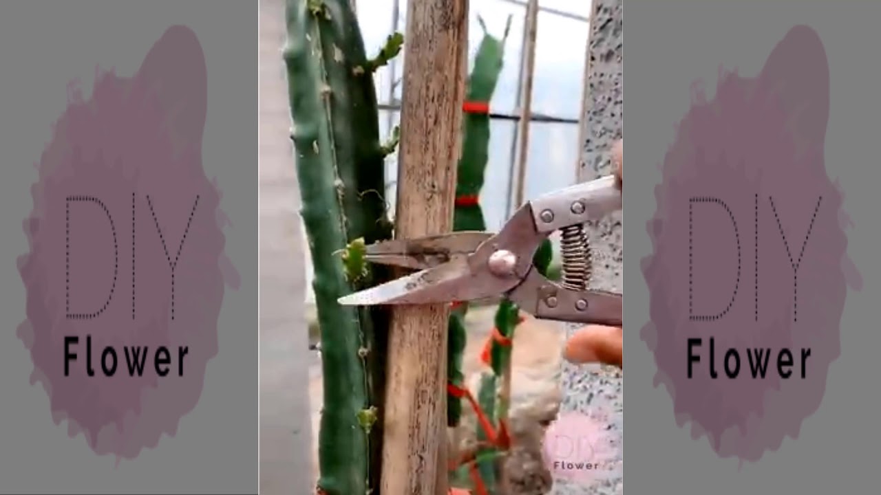 ProceProcess of growing dragon fruit treesss of growing ProceProcess of growing dragon fruit treesss of growing