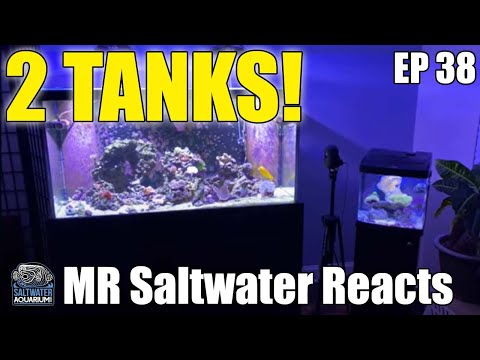 Saltwateraquarium Com Marine Reef Freshwater Supplies,Bittersweet Plant
