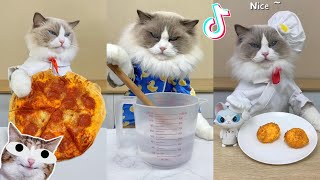 That Little Puff | Cats Make Food 😻 | Kitty God & Others | TikTok 2024 #20