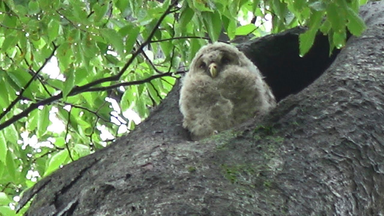 ふくろうのベビーお目見え 野木神社 Owl Baby Youtube