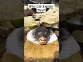 What Type Of Fish is this?  Small Whale 🐋 or Baby Shark? What exactly? #shorts #trendingvideos #fypシ
