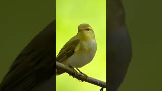 Burung Wood Warbler Gacor Alam