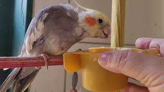 cockatiel sound to encourage your cockatiel to sing. your cockatiel will be happy