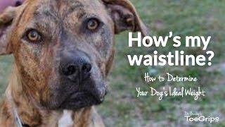 How To Determine Your Dog's Body Condition Score