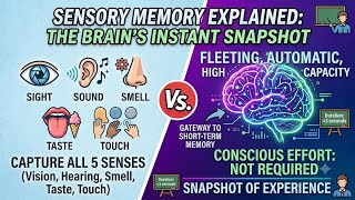 Sensory Memory Explained: How Your Brain Captures the World in Seconds