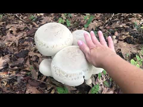 South Carolina Mushroom Laws