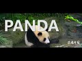 Animal：chinese Panda：I love bathing， and my skin is good！（中国大熊猫：我爱洗澡，皮肤好好）