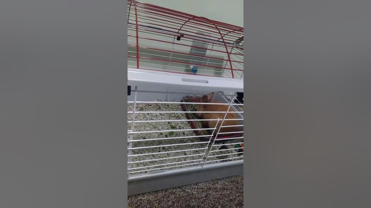 Living world rabbit cage review YouTube