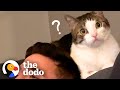 Woman Becomes Third Wheel In Her Cat And Husband&#39;s Relationship | The Dodo