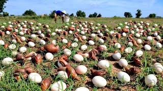 best amazing! a farmer Harvest duck eggs and snails a lot at field near the village
