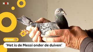 Deze duif is verkocht voor meer dan een miljoen euro