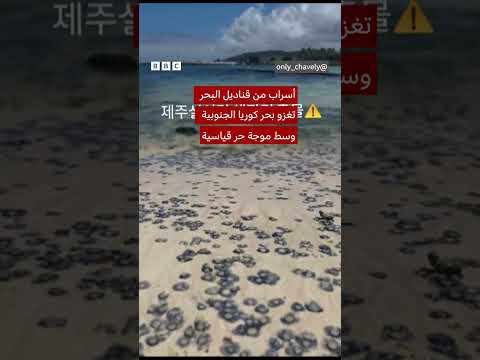 أسراب قناديل البحر الزرقاء تغزو سواحل كوريا الجنوبية مع موجة حر