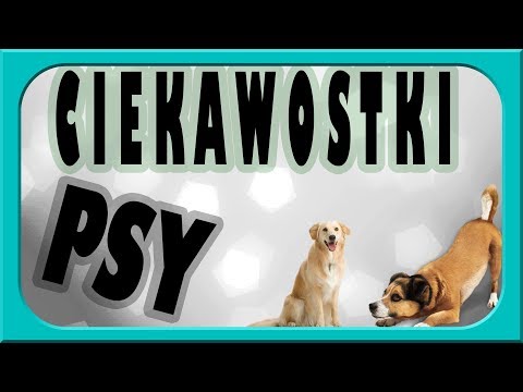 Wideo: Dlaczego Psy Zachowują Się Dziwnie Podczas Burzy? - Alternatywny Widok