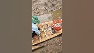 Food - Cá Đồng  TÔM Đặc Sản Miền Tây #food #amthuc