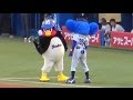 2016 08 24 つば九郎と We Are The Swallows を踊るのに入念な準備をするドアラ 2016 08 24 つば九郎と We Are The Swallows を踊るのに入念な準備をするドアラ