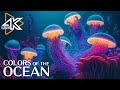 The ocean 4k  moments captivants avec des mduses et des poissons dans locan 