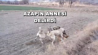 AZAPIN ANNESİ ZEYNAYI KISKANIP DALDI! - AZAP ZEYNAYI KORUDU!