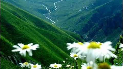 تلاوه خاشعه للشيخ نايف الفيصل