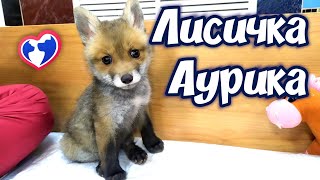 Little fox Aurika