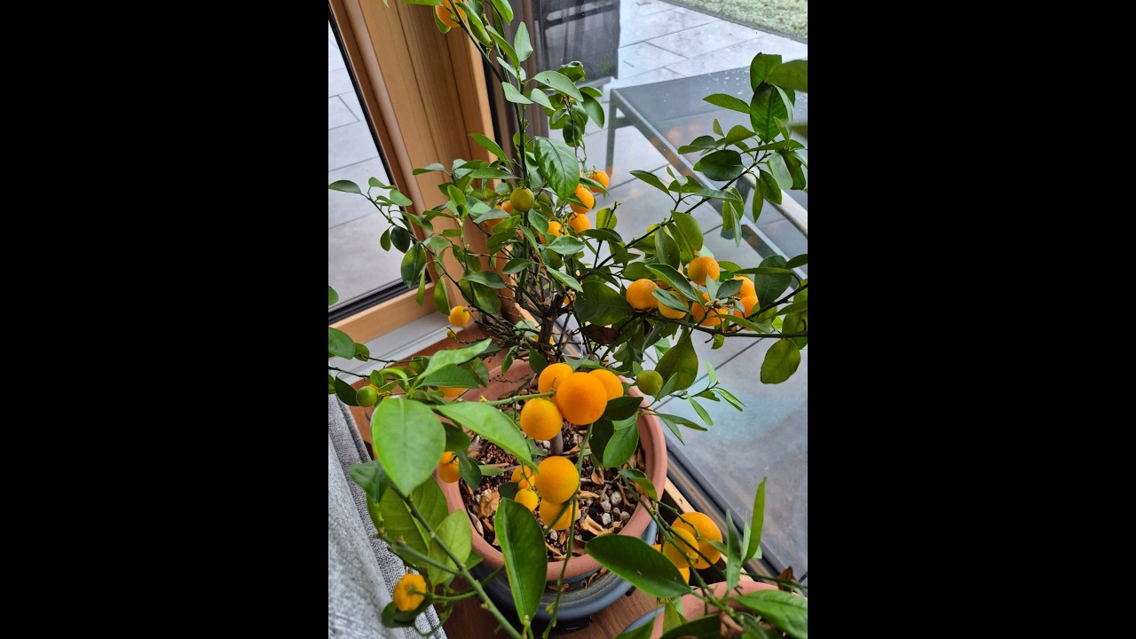 Варенье из кумквата. Маринкины творинки. Всем МИРА и Добра!