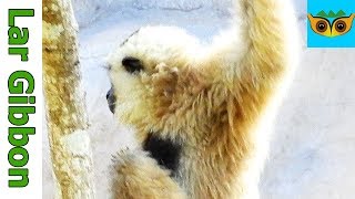 Lar Gibbon monkey Facts & Information by Animal World DuDu 161,626 views 5 years ago 4 minutes, 57 seconds