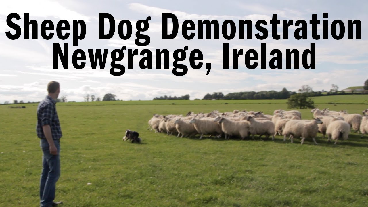 Sheep Dog Demonstration YouTube