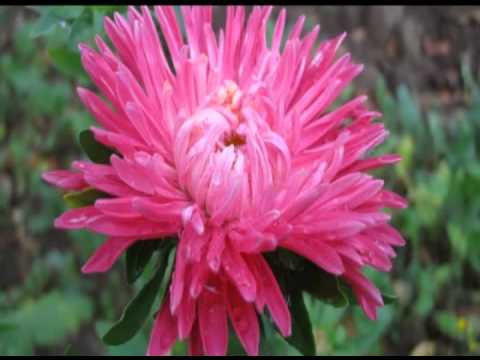 Video: Årlige Asters, Eller Callistephuses. Vokser. Planting Og Avreise. Foto