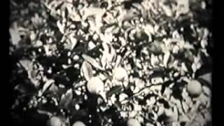 Эволюция: Ароморфозы голосеменных.avi Эволюция: Ароморфозы голосеменных.avi