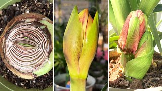 99% People Don't Know This: The Secret to Amaryllis Flower Buds (Turn on CC)