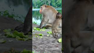 Beautiful baby monkey in Angkor wat monkey
