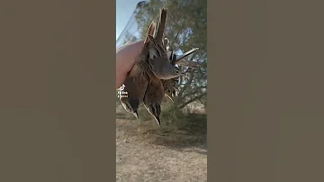 صيد الطيور المهاجرة صيد دخل الضبعه مرسي مطروح 