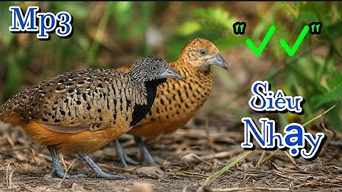 Tiếng Chim Cút Mồi Kêu Chuẩn File MP3, Cút Mồi Mới Nhất 2025