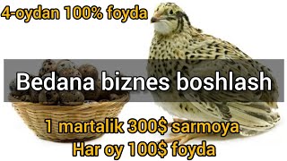 Bedana biznes | бедана бизнес бошлаш | arzon biznes | 200 ta bedanadan har oy $100+ foyda