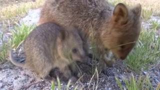 Early Morning Quokka & Sleepy Baby at Rottnest Is.ワイルドライフ「ロットネストアイランド　世界一幸せな動物 クオッカ