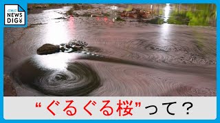 “ぐるぐる桜”の撮影スポットに全国から人が…「散ってからの楽しみ方」「1枚たりとも同じ写真は撮れない」