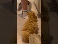 独身一人暮らし25歳男と子猫達の会話。#cat #kitty