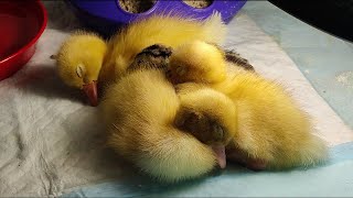 I Hatched Three Peking Ducklings and a White Crested  Duckling by 叶子慢生活 25 views 1 year ago 1 minute, 52 seconds