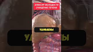 Как можно почистить печень?