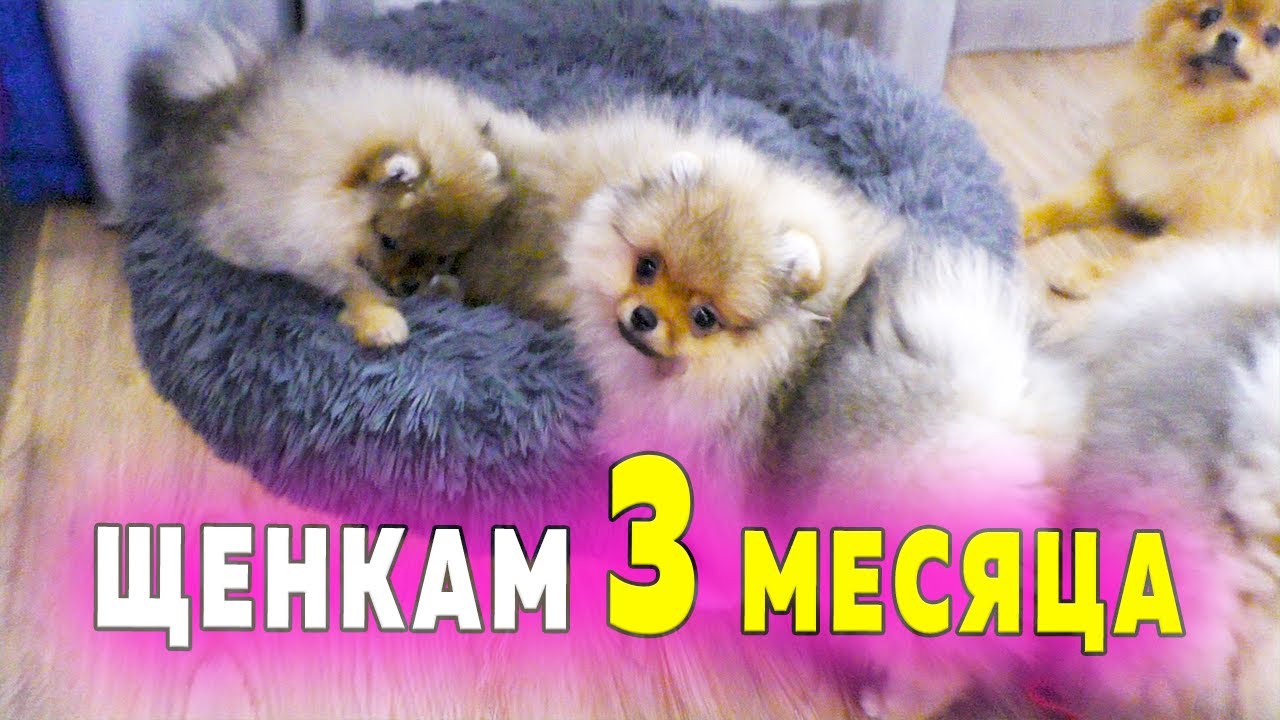 Щенкам шпица 90 дней – 3 месяца. Померанский шпиц чуть не подавился. Шпиц Рыжулька в фокусе