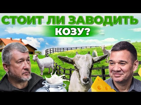 Почему козы выгоднее, чем коровы? Как продать козье молоко и сыр? Лучшие породы | Андрей Даниленко