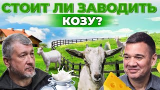 Почему козы выгоднее, чем коровы? Как продать козье молоко и сыр? Лучшие породы | Андрей Даниленко