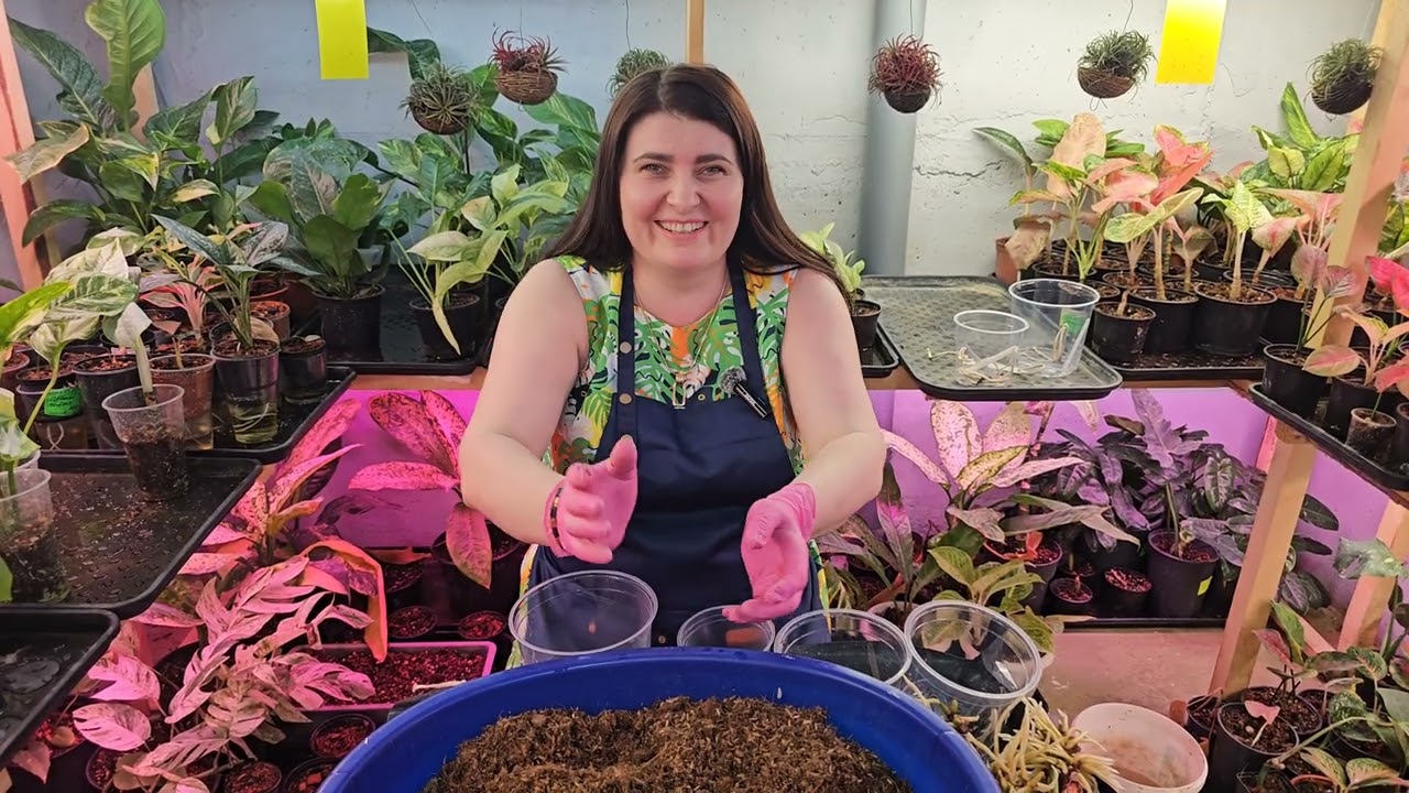 Посадка Антуриум Ренессанс Вариегатный Тай.